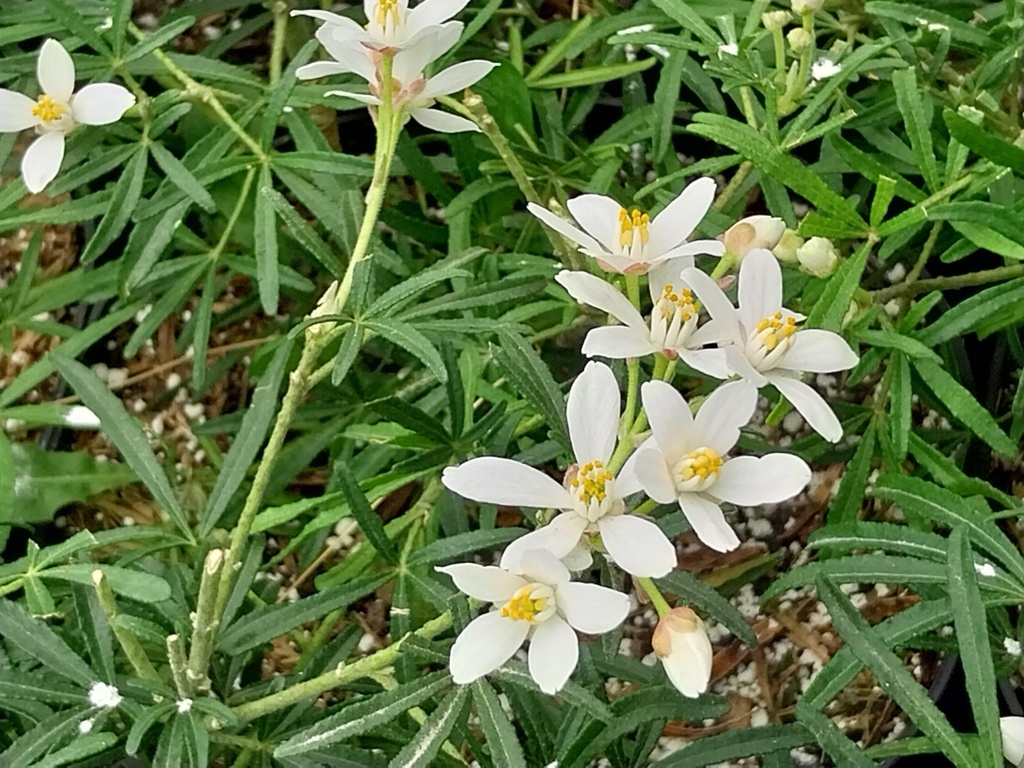 [CTWDA25] CHOISYA TERNATA WHITE DAZZLER (Pot 3 litres, 25-30 cm)