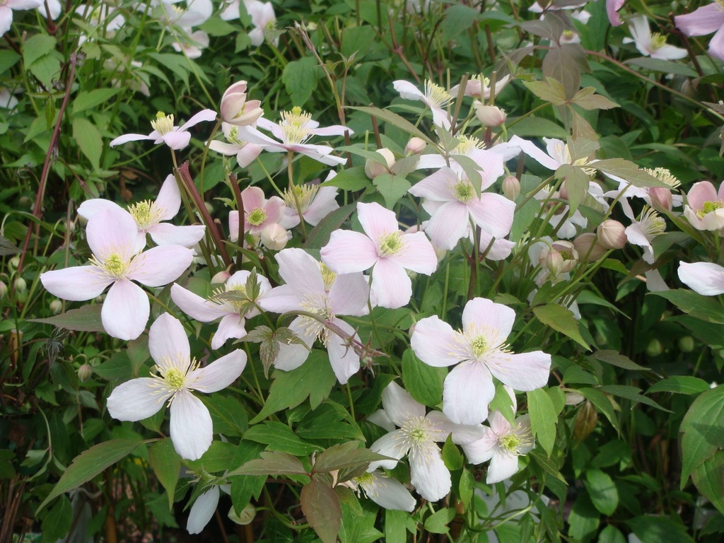 CLEMATIS MONTANA 'RUBENS'