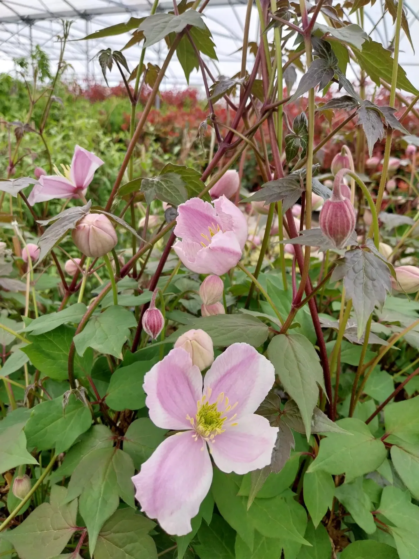 CLEMATIS MONTANA 'TETRAROSE'