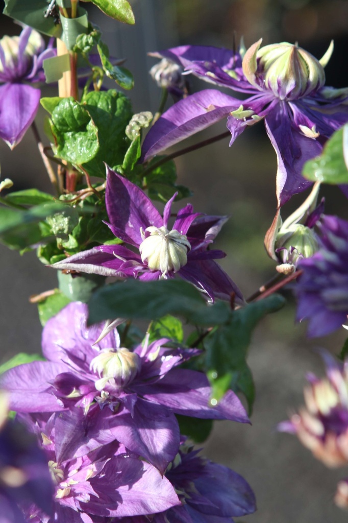CLEMATIS 'TAIGA'