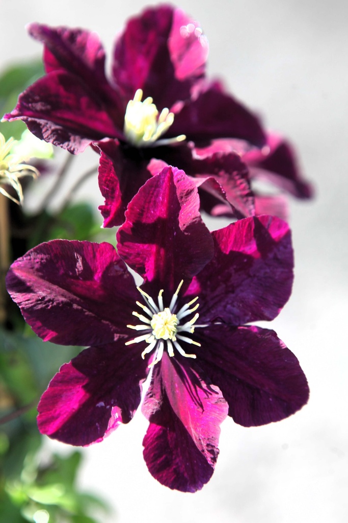 CLEMATIS 'WARSZAWSKA NIKE'