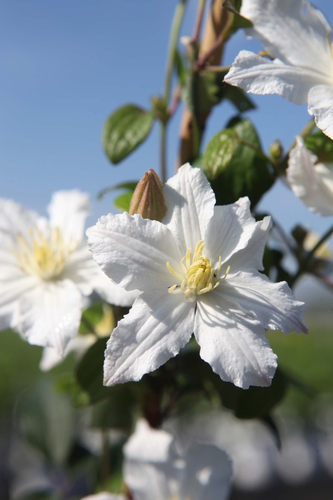 CLEMATIS 'WHITE ARABELLA'