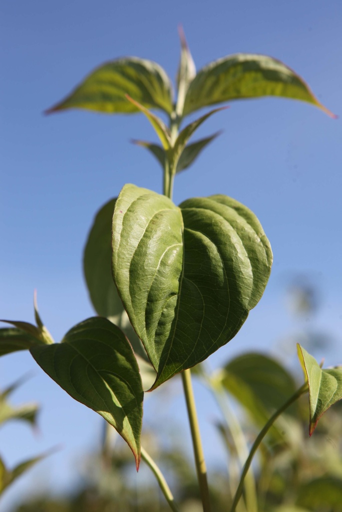 [CSPI125C15] CORNUS (X) 'STELLAR PINK' (Pot 15 liter, 125-150 cm)