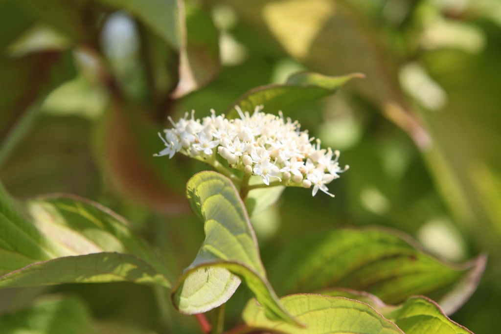 [xx] CORNUS ALBA 'AUREA' (Pot 10 liter, 80-100 cm)