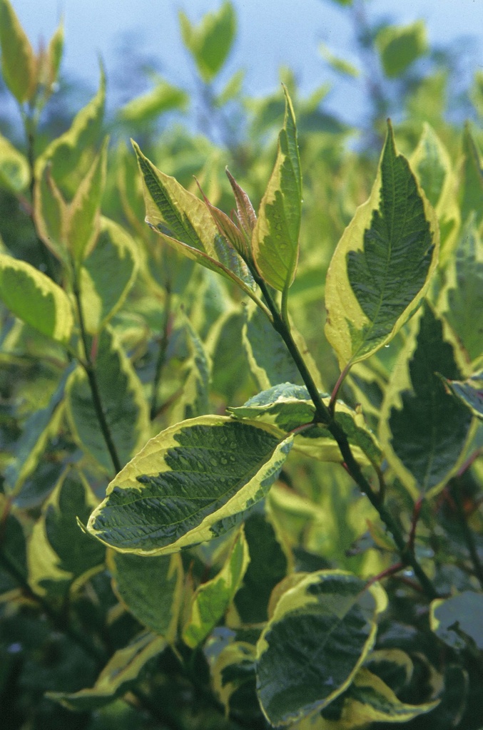 [CACCR50C3] CORNUS ALBA 'CREAM CRACKER' (Pot 3 litres, 50-60 cm)