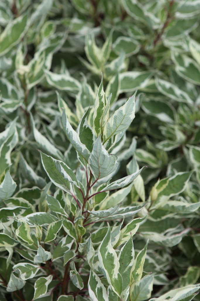 [CAIHA60C3] CORNUS ALBA IVORY HALO® (Pot 3 litres, 60-80 cm)