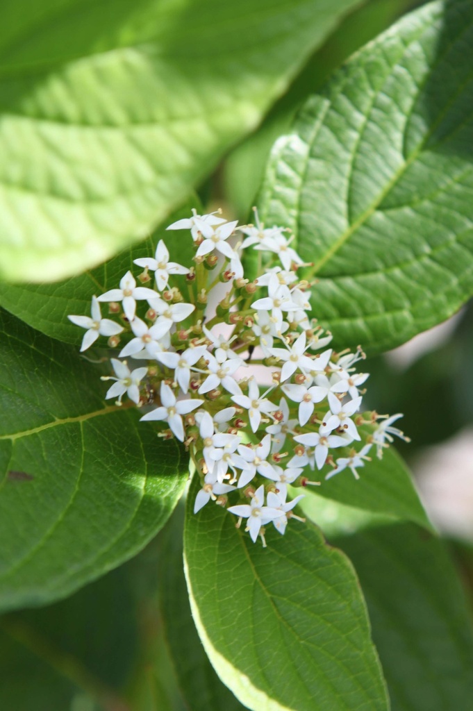 CORNUS ALBA 'SIBERIAN PEARLS'