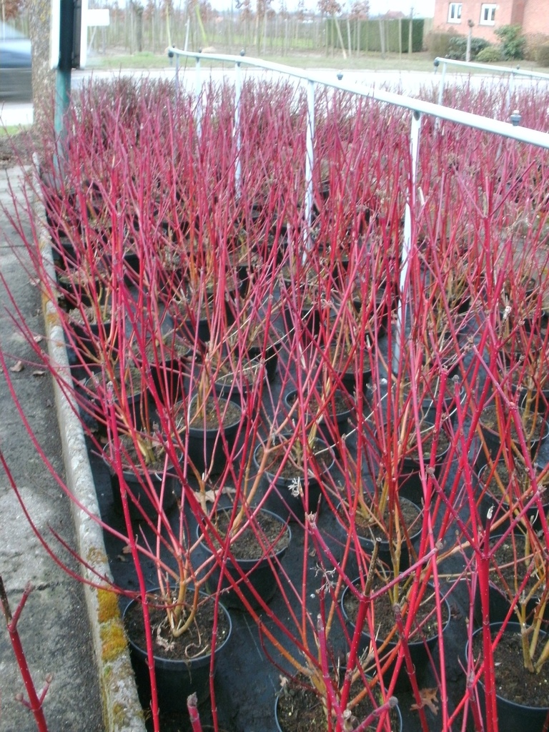 CORNUS ALBA 'SIBIRICA VARIEGATA'