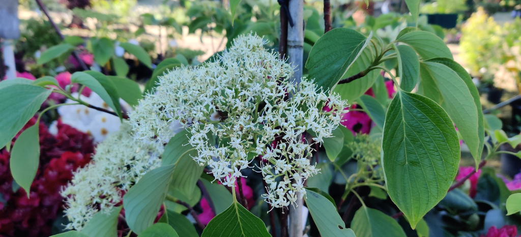 CORNUS CONTROVERSA 'PAGODA'