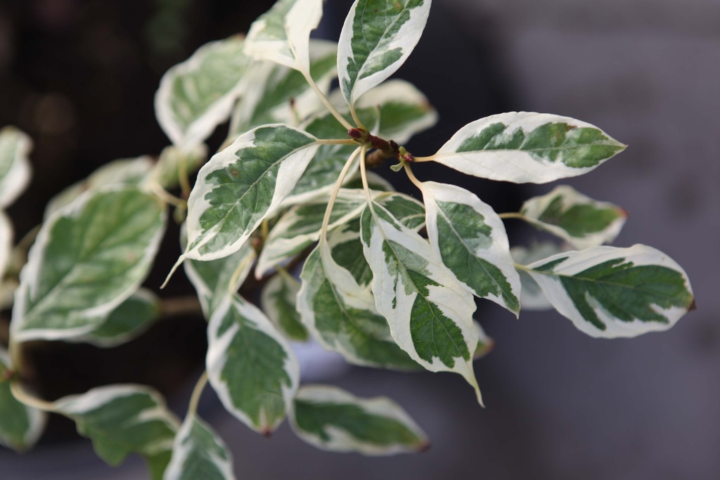CORNUS CONTROVERSA 'VARIEGATA'
