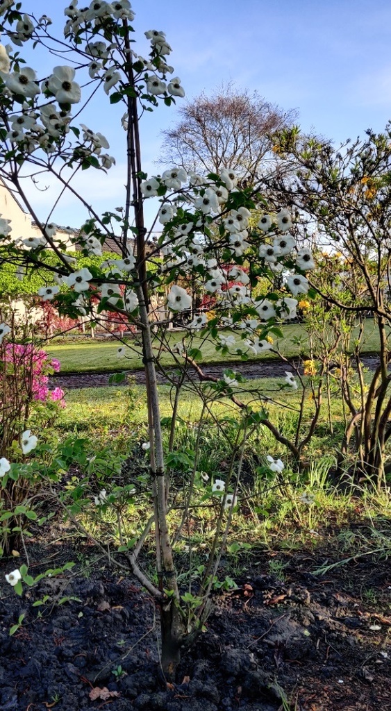 [CEWWO100] CORNUS 'EDDIE'S WHITE WONDER' (100-125 cm)