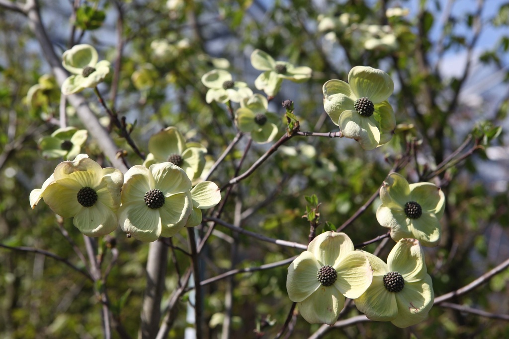[CEWWO150C] CORNUS 'EDDIE'S WHITE WONDER' (Pot, 150-175 cm)