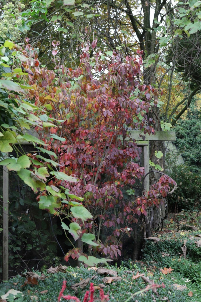 [CKCGI60C12] CORNUS KOUSA 'CHINA GIRL' (Pot 12 liter, 60-80 cm)