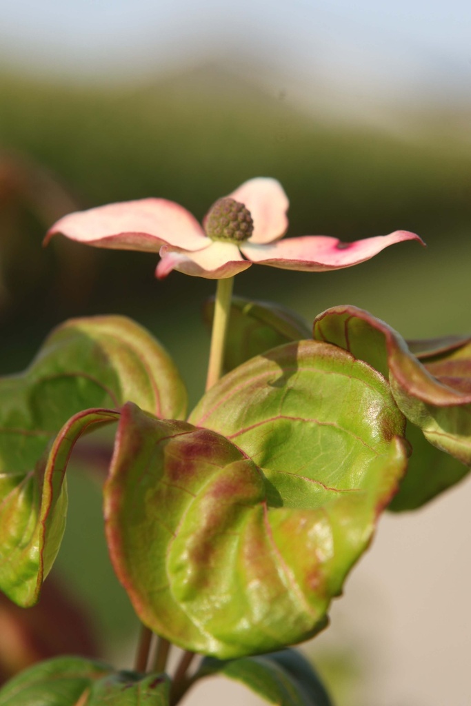 [CKSAT80] CORNUS KOUSA 'SATOMI' (Pot 12 litres, 80-100 cm)