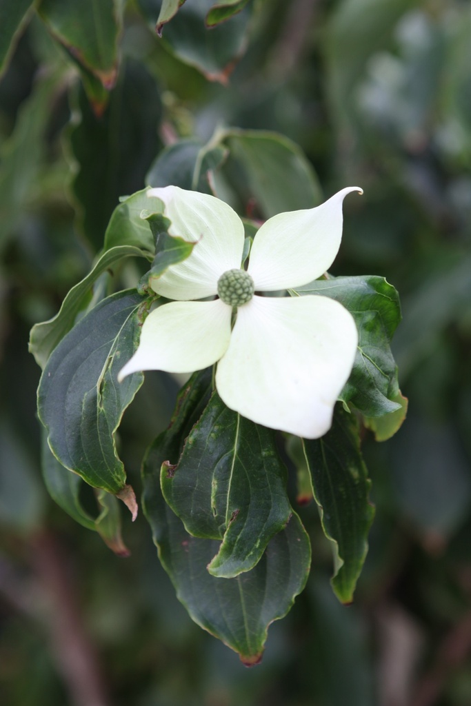 [xx] CORNUS KOUSA 'TEUTONIA' (Pot 12 liter, 60-80 cm)