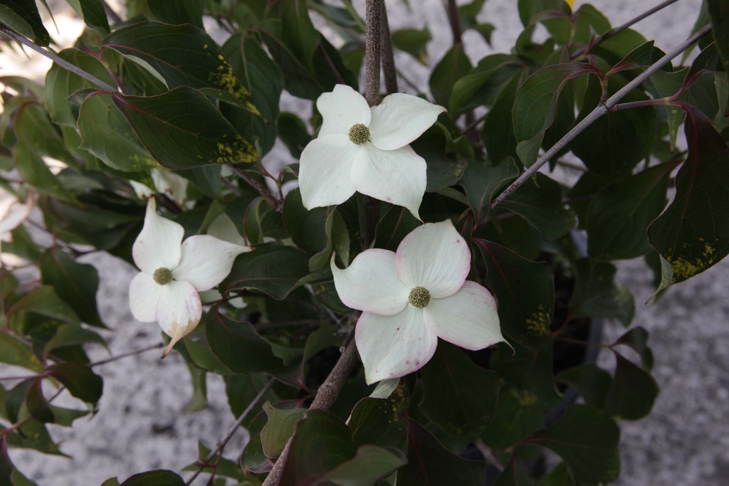 [CKWSE150C] CORNUS KOUSA 'WIETING'S SELECT' (Pot, 150-175 cm)