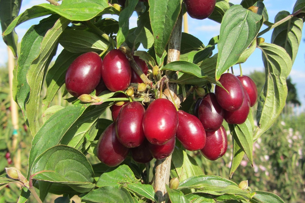 CORNUS MAS 'JOLICO'