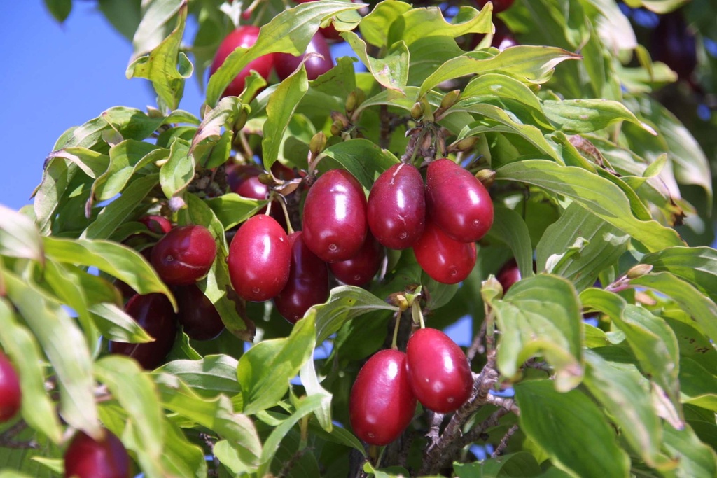 [CMKA80C7] CORNUS MAS 'KASANLAK' (Pot 7 liter, 80-100 cm)