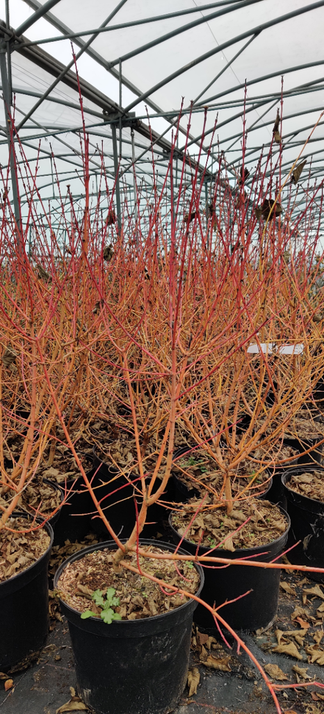 CORNUS SANGUINEA 'WINTER BEAUTY'