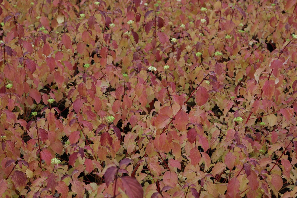 [CSWBE60C] CORNUS SANGUINEA 'WINTER BEAUTY' (Pot 10 litres, 60-80 cm)