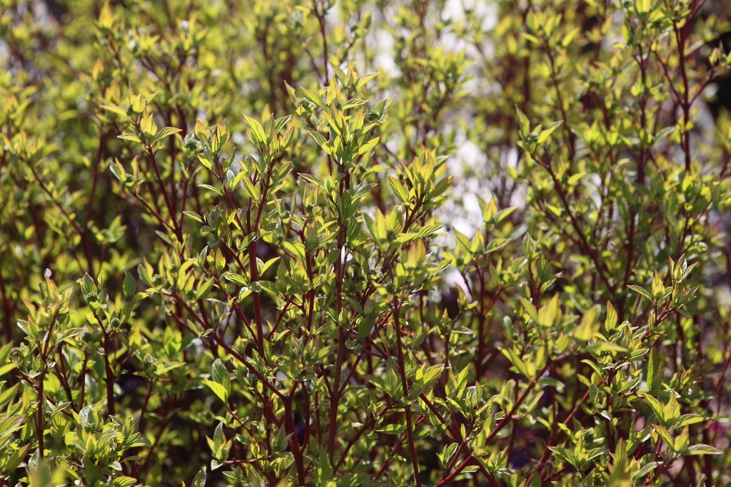 CORNUS SERICEA FIRST EDITIONS® 'FIREDANCE'