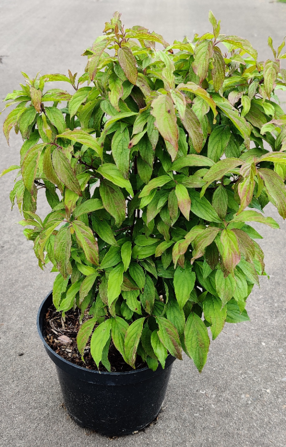 [CSKE30C3] CORNUS SERICEA 'KELSEYI' (Pot 3 litres, 30-40 cm)
