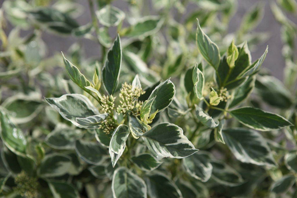 CORNUS SERICEA 'WHITE GOLD'