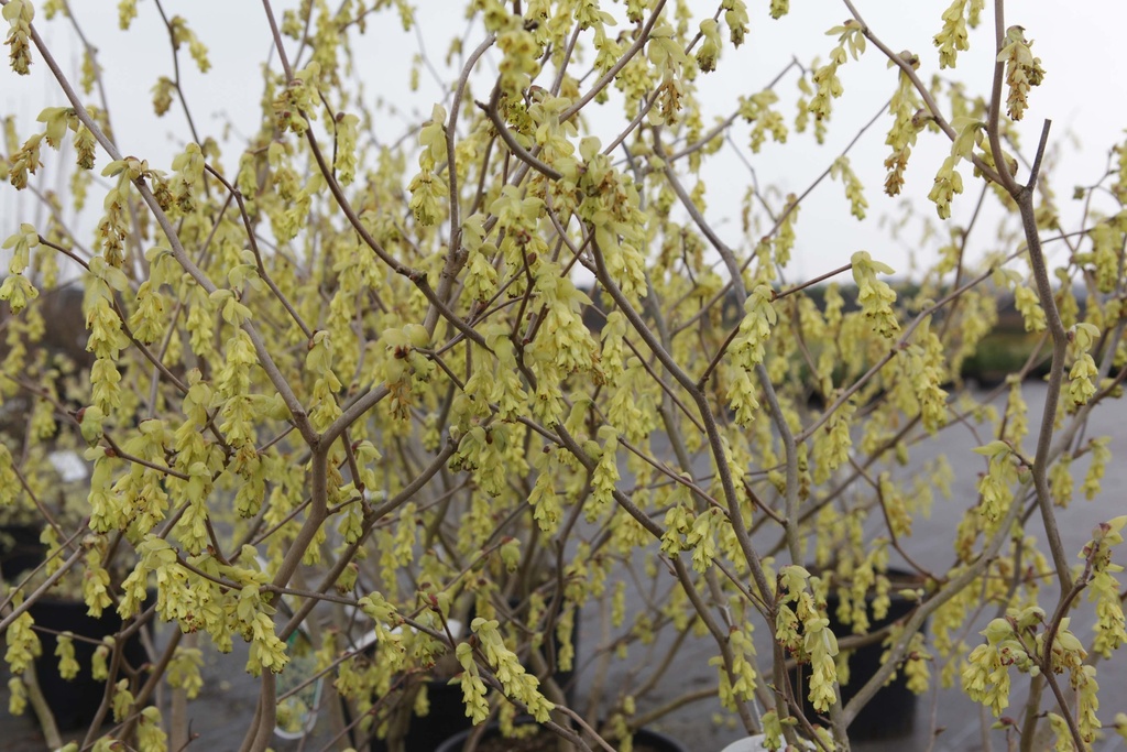CORYLOPSIS SPICATA