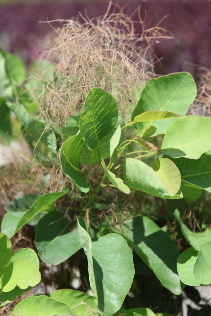 [CCO100] COTINUS COGGYGRIA (Pot, 100-125 cm)