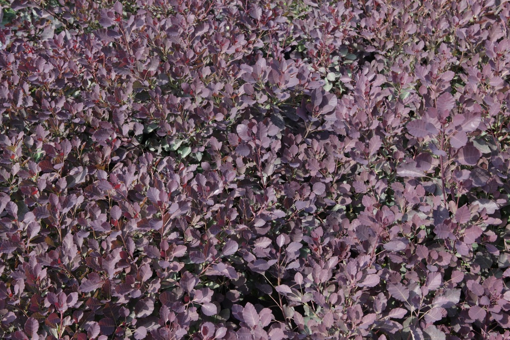 COTINUS COGGYGRIA DUSKY MAIDEN