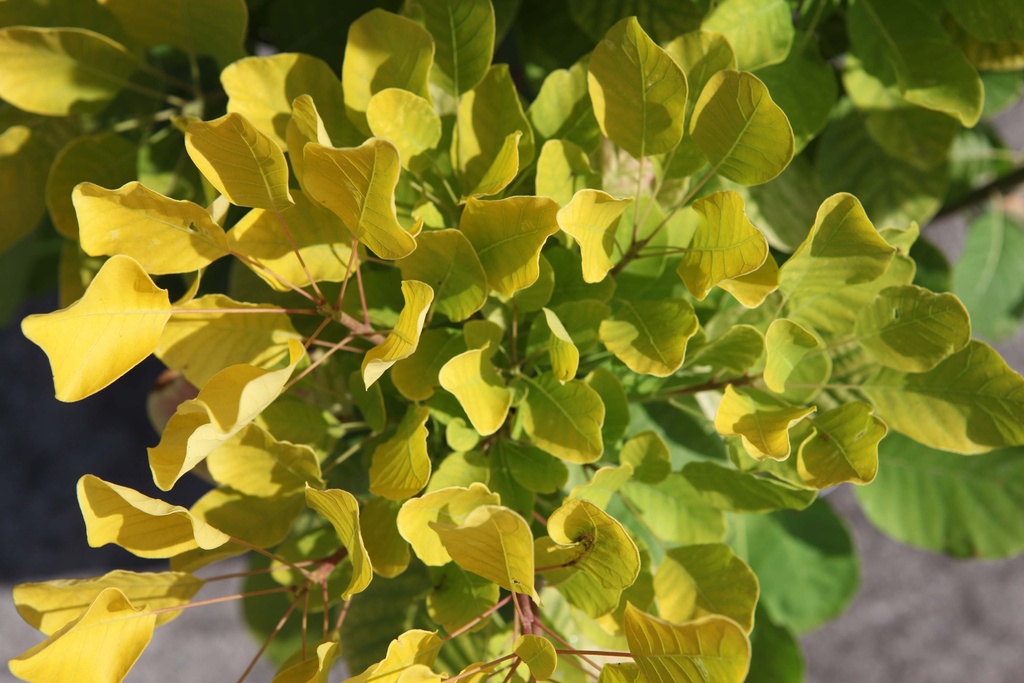 [xx] COTINUS COGGYGRIA GOLDEN SPIRIT (Pot, 150-175 cm)
