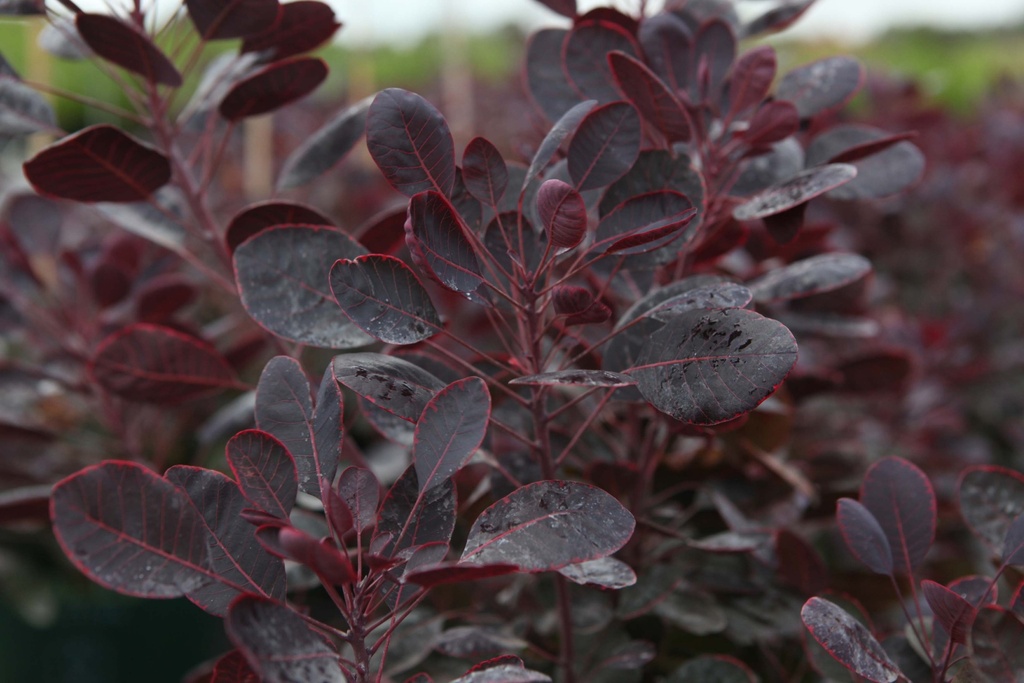 COTINUS COGGYGRIA 'LILLA'