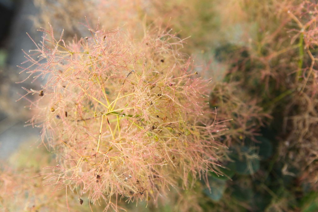 COTINUS COGGYGRIA 'YOUNG LADY'