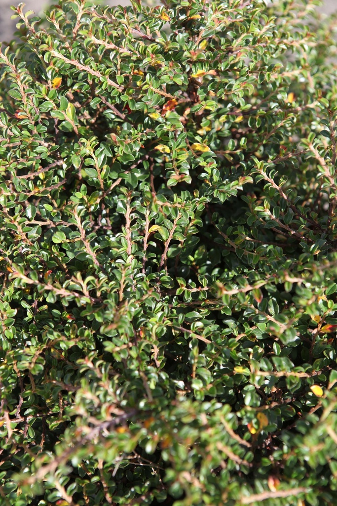 COTONEASTER ADPRESSUS 'LITTLE GEM (TOM THUMB)'