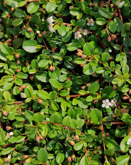 [CDA1] COTONEASTER DAMMERI (Pot 9 cm)