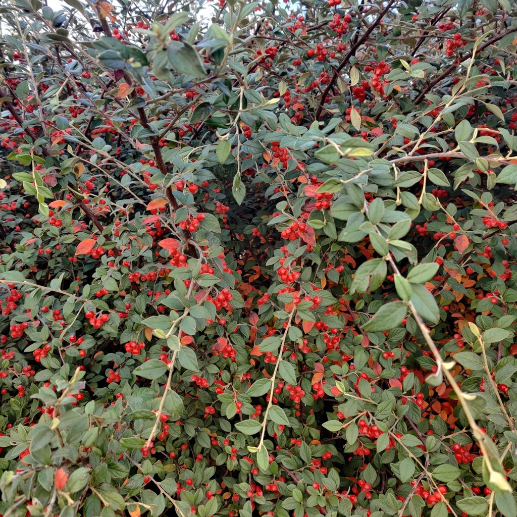 COTONEASTER FRANCHETII