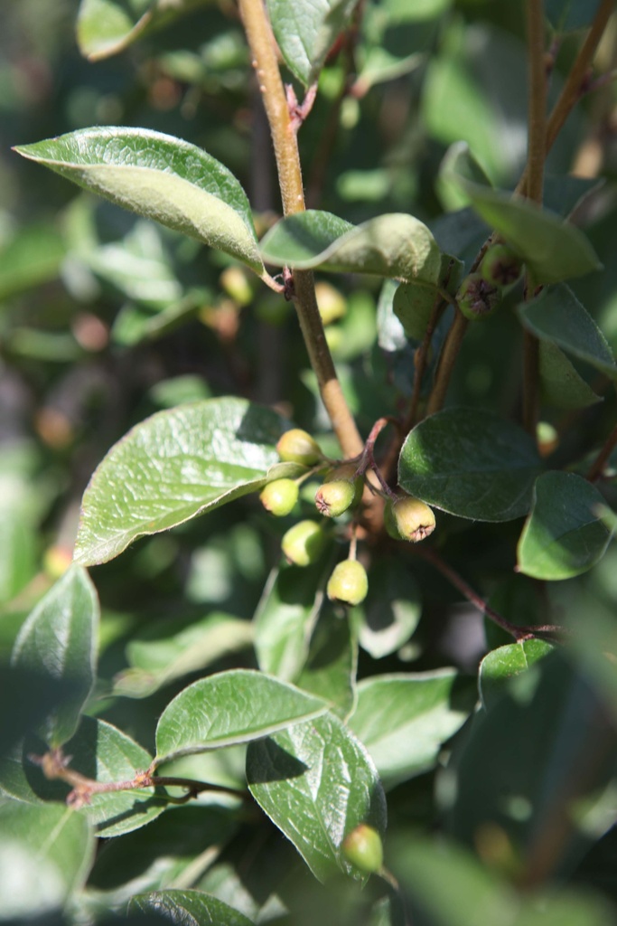 COTONEASTER LUCIDUS