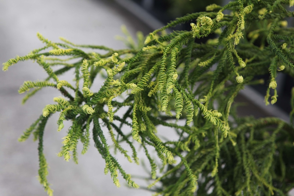 [xx] CRYPTOMERIA JAPONICA 'KYARA GOLD' (Pot 3 litres, 20-25 cm)