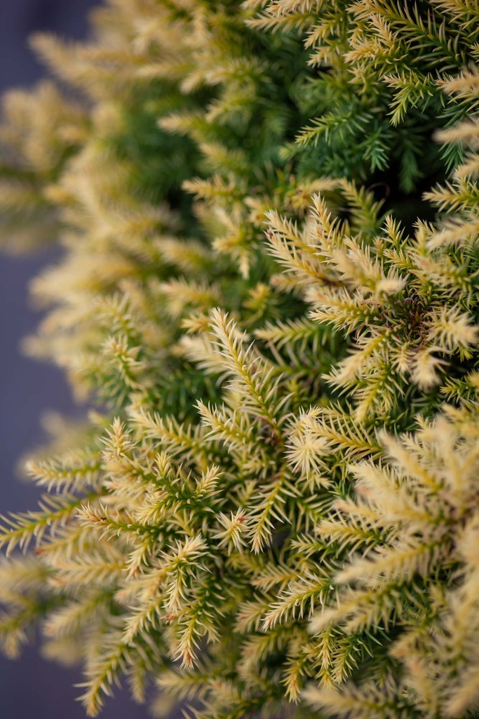 CRYPTOMERIA JAPONICA 'VILMORIN GOLD'