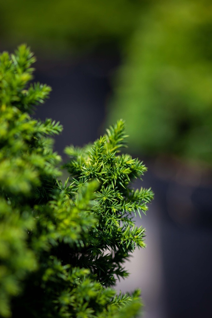 [xx] CRYPTOMERIA JAPONICA 'VILMORINIANA' (Pot 3 litres, 25-30 cm)