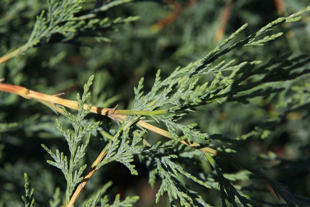 [CLE100C3] CUPRESSOCYPARIS LEYLANDII (Pot 3 litres, 100-125 cm)