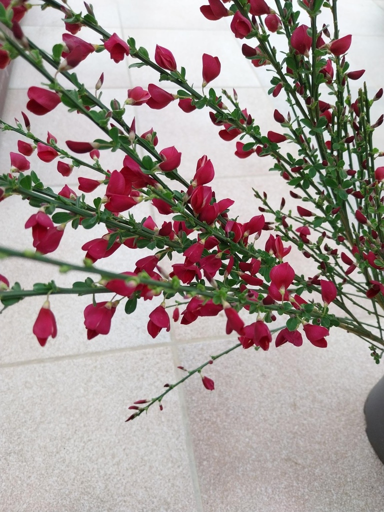 CYTISUS 'BOSKOOP RUBY'
