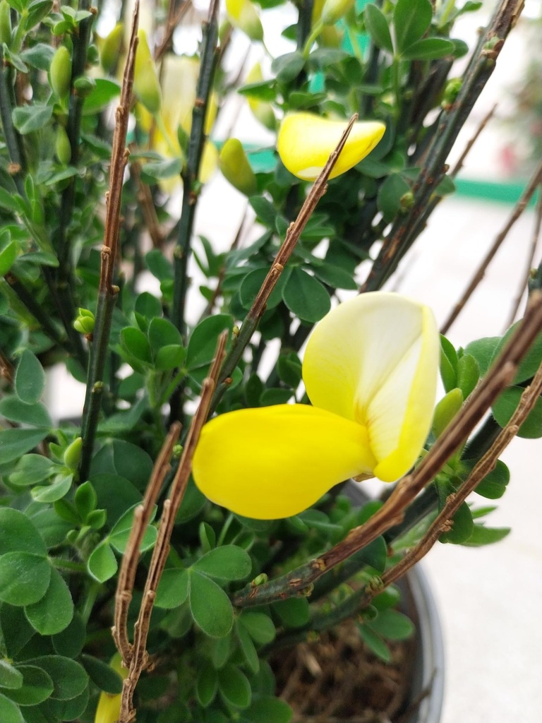 [CLU3] CYTISUS 'LUNA' (50-60 cm)