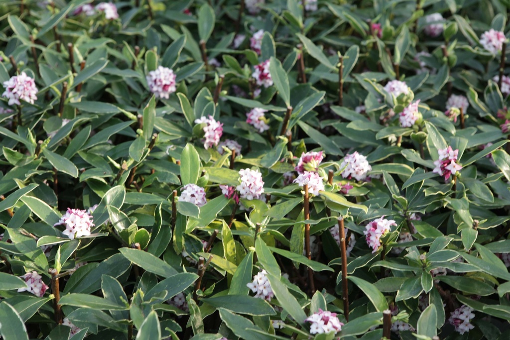 DAPHNE ODORA 'AUREOMARGINATA'
