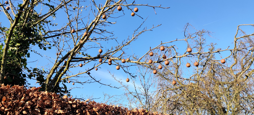 DAVIDIA INVOLUCRATA VILMORINIANA