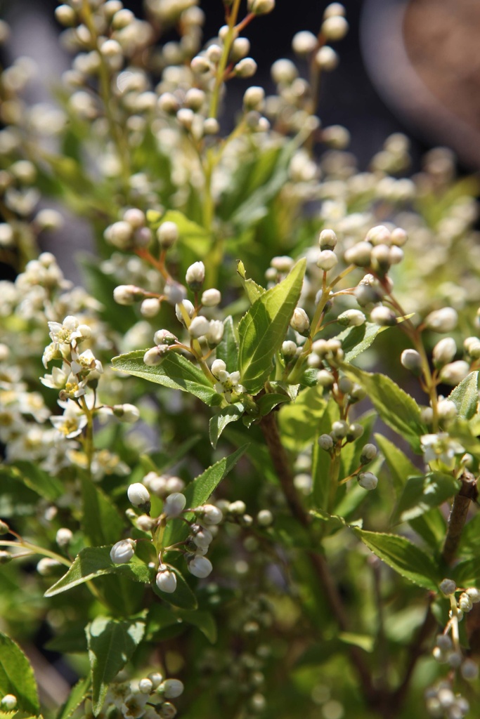 [DGR30C3] DEUTZIA GRACILIS (Pot 3 liter, 30-40 cm)