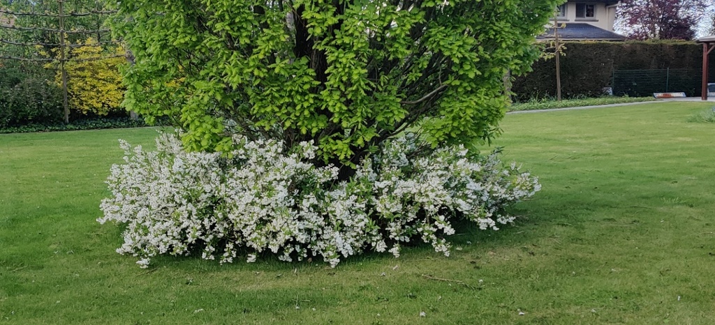 DEUTZIA GRACILIS