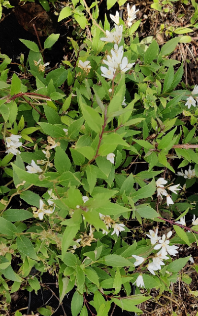DEUTZIA GRACILIS 'NIKKO'