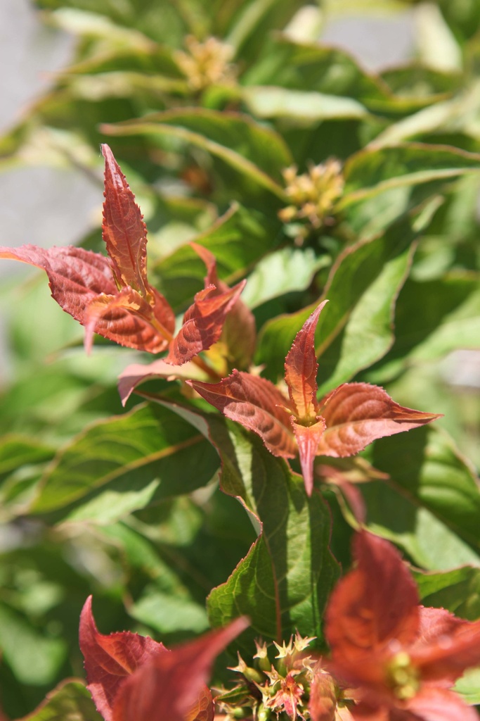 DIERVILLA PROVEN WINNERS® KODIAK® ORANGE