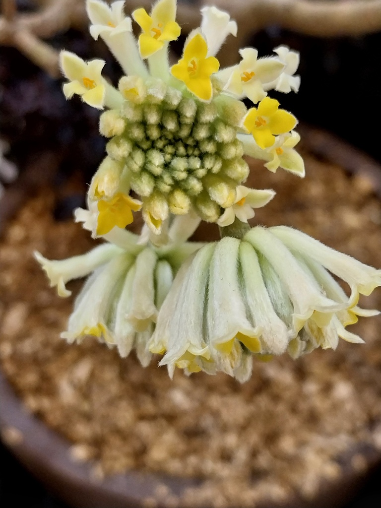 EDGEWORTHIA CHRYSANTHA